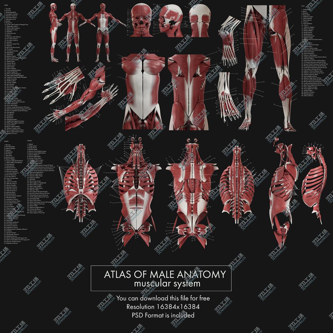 images/goods_img/20210113/3D Male Complete Anatomy/5.jpg